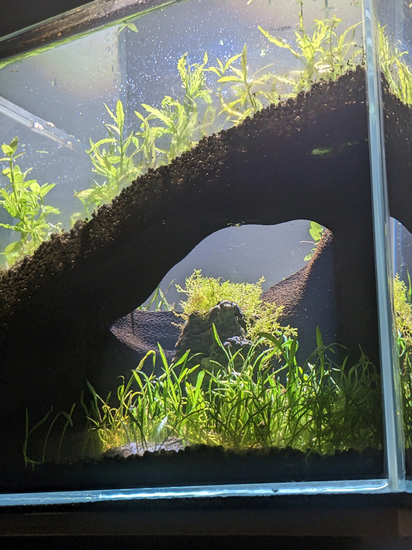 The Corner Hollow close up shot in a beautiful aquarium