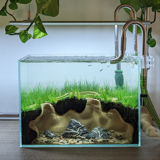 The Mangrove Hollow