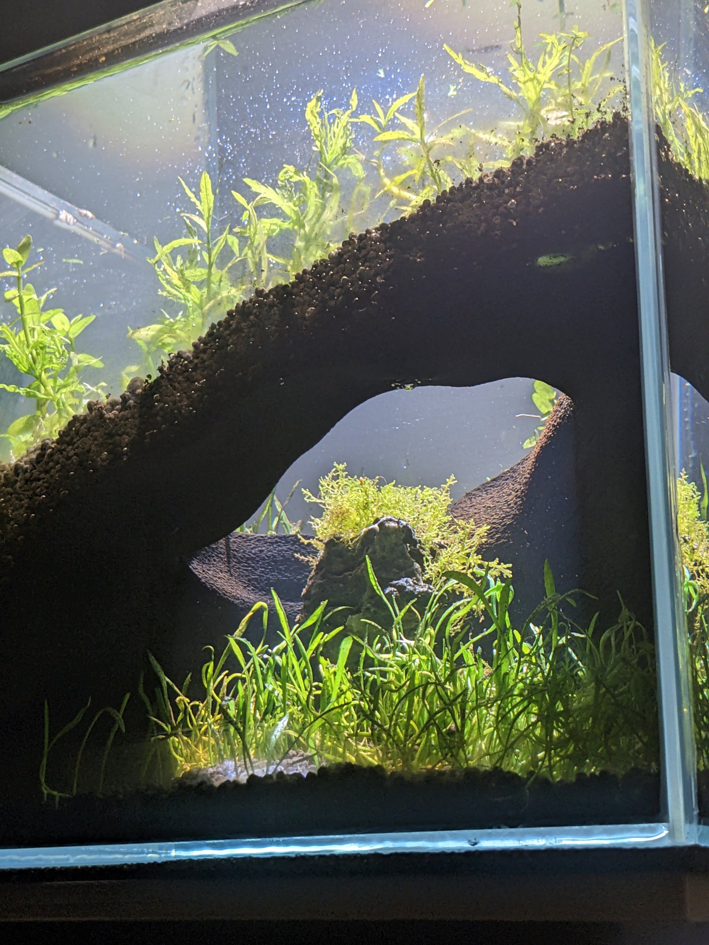 The Corner Hollow