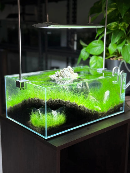 The Corner Hollow in a natural freshwater aquarium